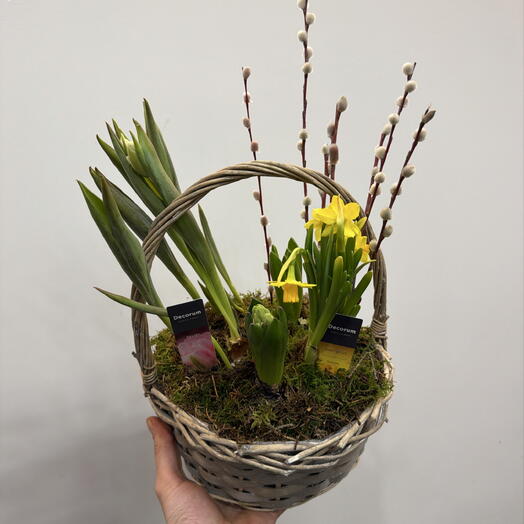 Корзина с луковичными растениями и вербой