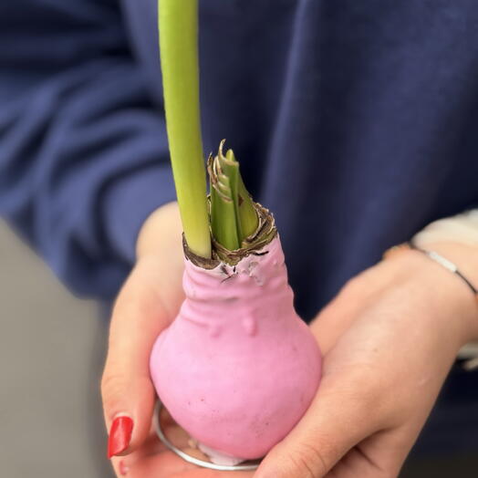Луковица амариллиса в воске