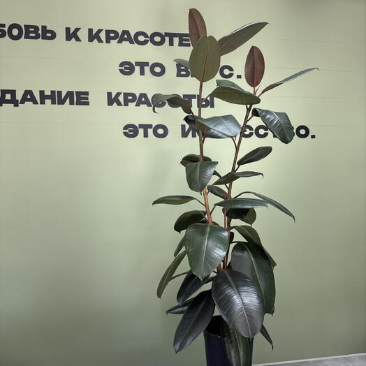 Цветок ФИКУС