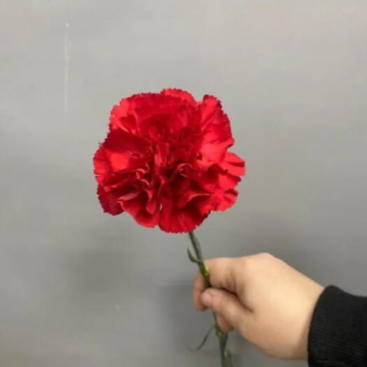 Гвоздика красная