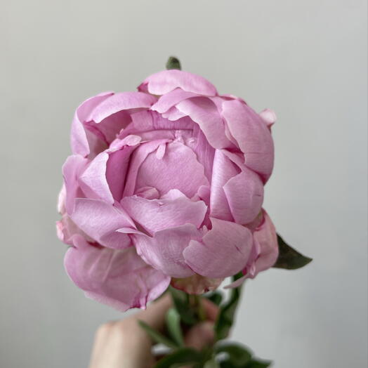 Пион Розовый 🌸 Дофаминовый пион, для мамы, коллеги, девушки