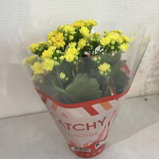 Каланхое в горшке
