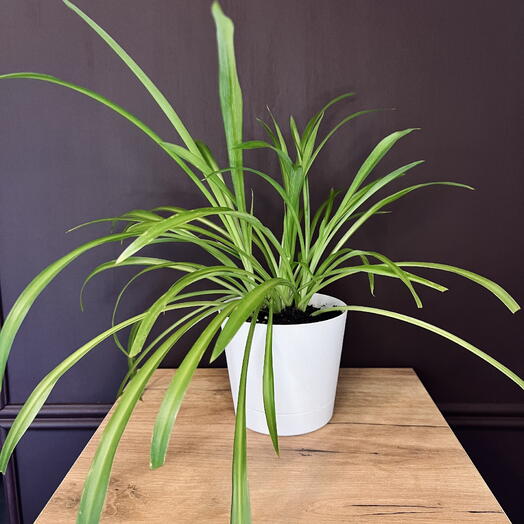 Хлорофитум