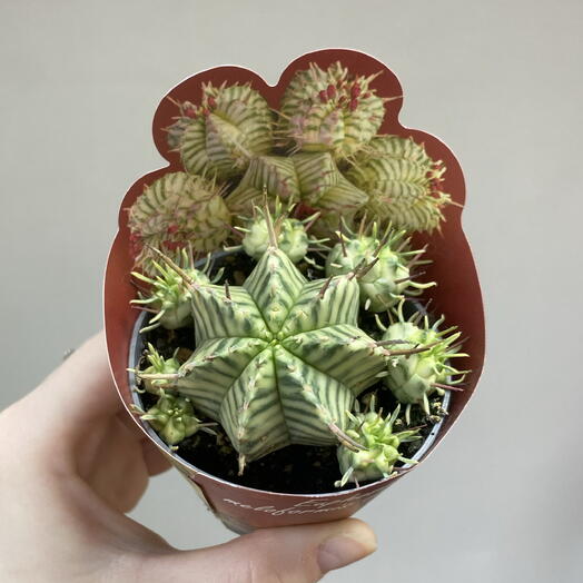 Эуфорбия Melfformis Variegata