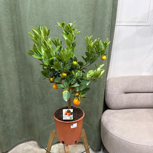 Citrus Calamondin