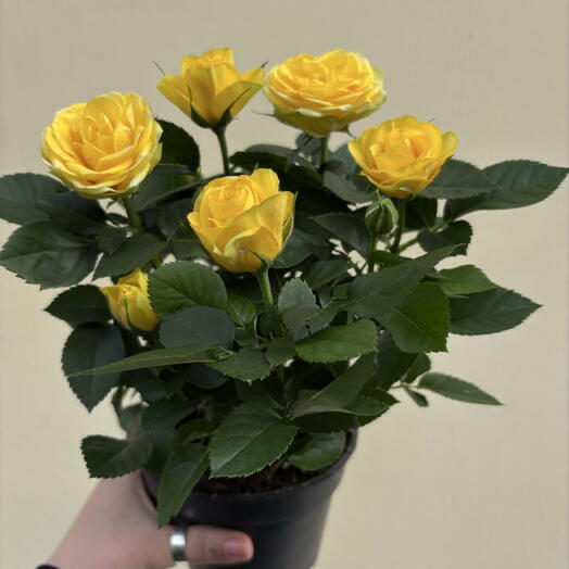Роза желтая