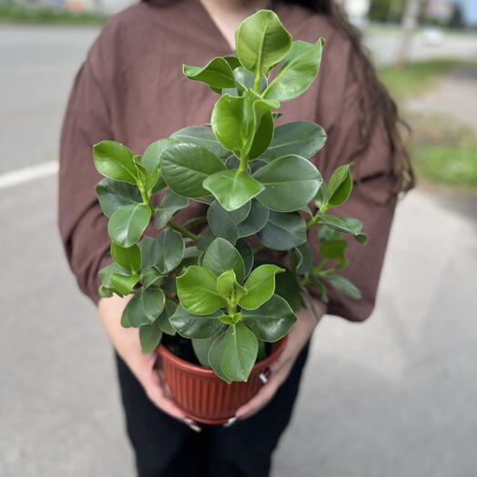 Комнатный цветок - Клузия