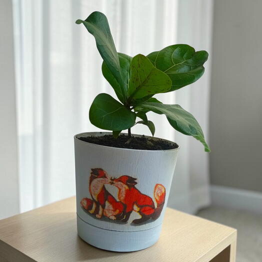 Фикус лирата (Ficus lyrata)