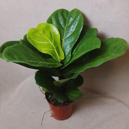 Фикус Лирата 💚