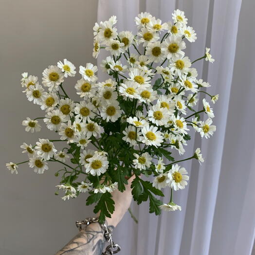 Chamomile (matricaria)