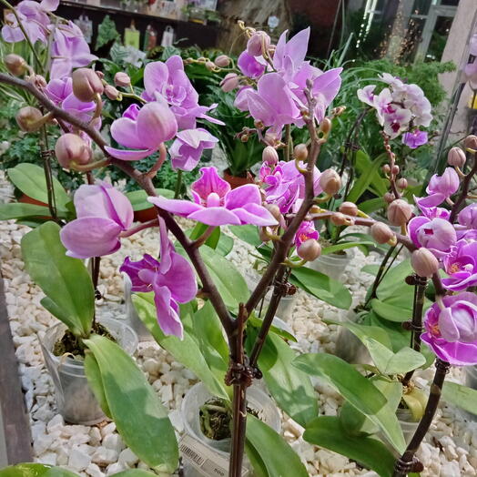Фаленопсис Микс (9) К