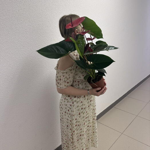 Антуриум Казанова