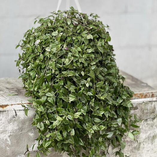 Кализия ползучая (Callisia repens) или традесканция