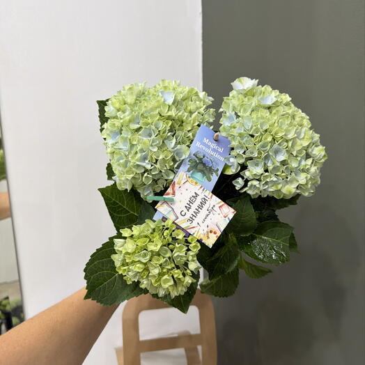 Hydrangea Гортензия крупнолистная с Днём знаний первокласснику