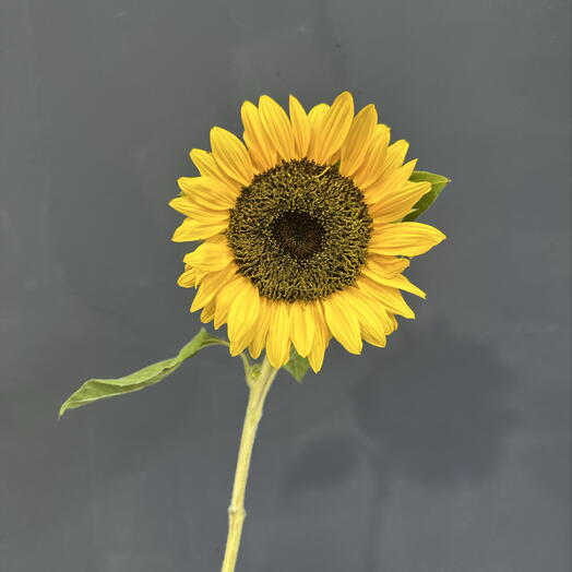🌻 подсолнух