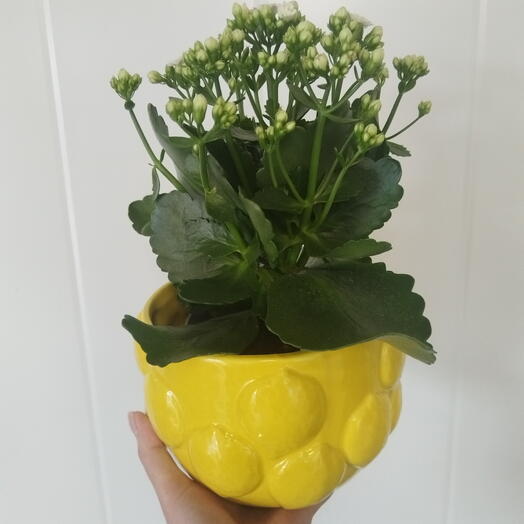 Каланхоэ белый в лимонном кашпо