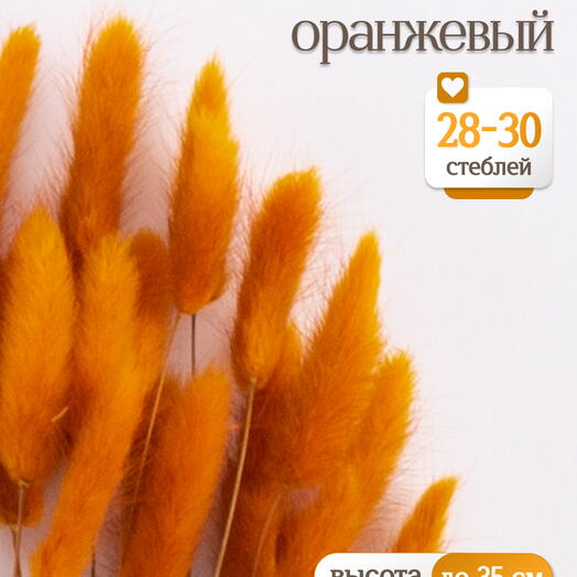 Лагурус оранжевый 30 шт. Высший сорт. Высота 25-35 см М478