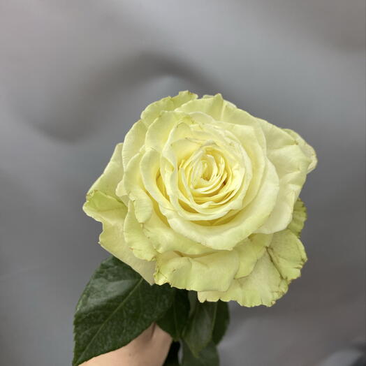 Роза мондиаль 70 см