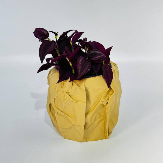 традесканция Purple Joy Tradescantia zebrina в авторском кашпо крафт пакет