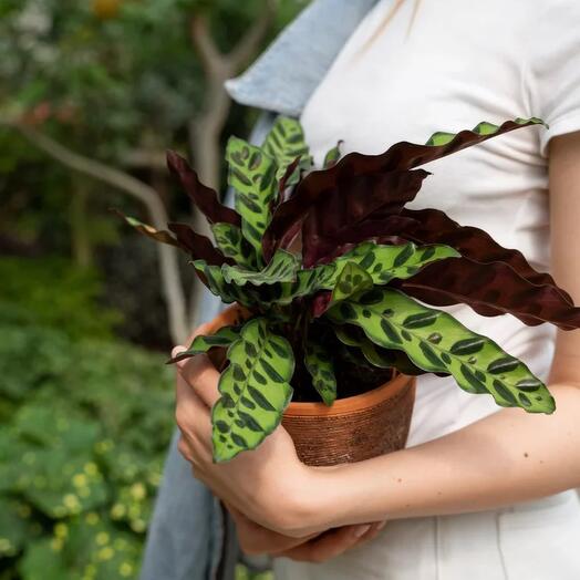 Калатея лансифолия в терракотовом кашпо