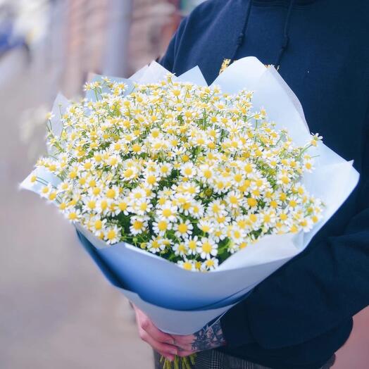 Полевые Ромашки😍