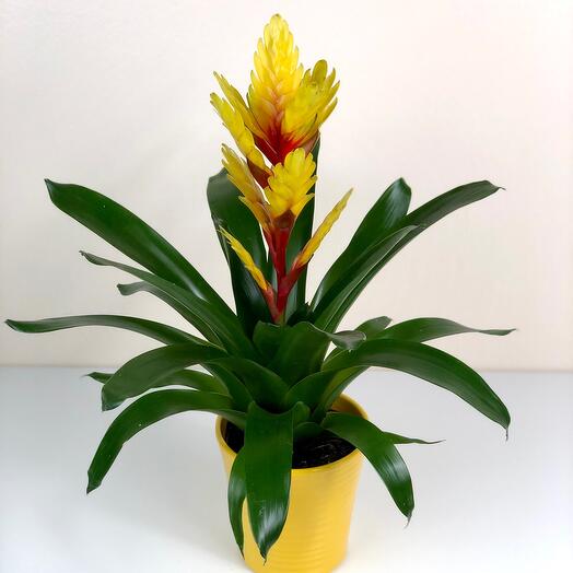 Yellow Bromelia