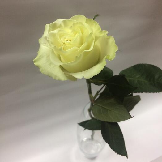 White Rose Ecuador
