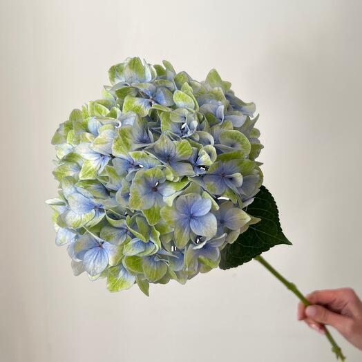 Hydrangea blue