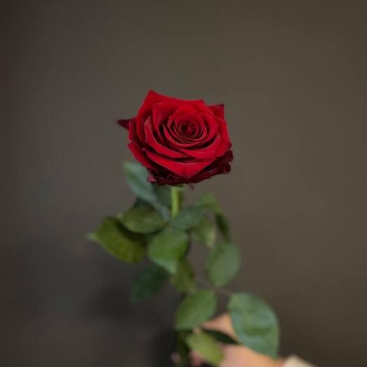 Rosa roja Ecuador 60 cm