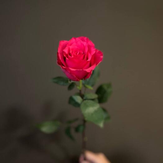 Rosa rosa Ecuador 60 cm