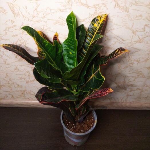 Codiaeum