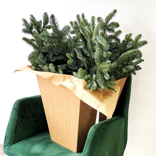 Коробка с нобилисом