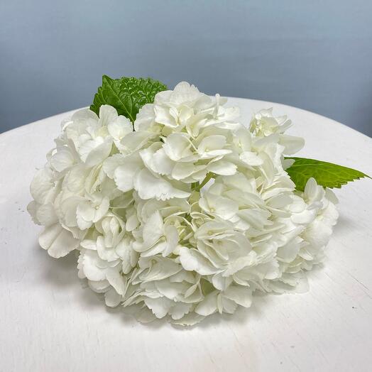 Hydrangea