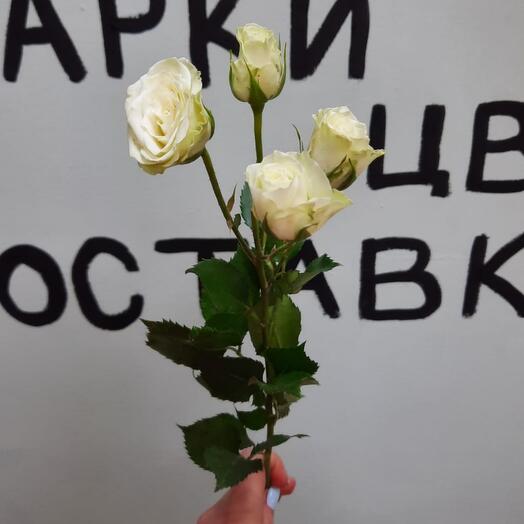 Белая кустовая роза