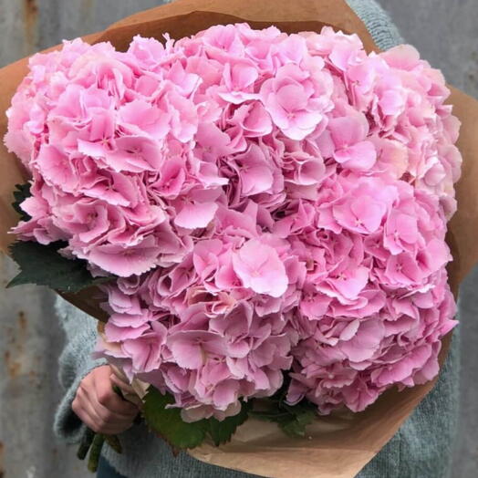 Hortensia rose 5 XL flowers