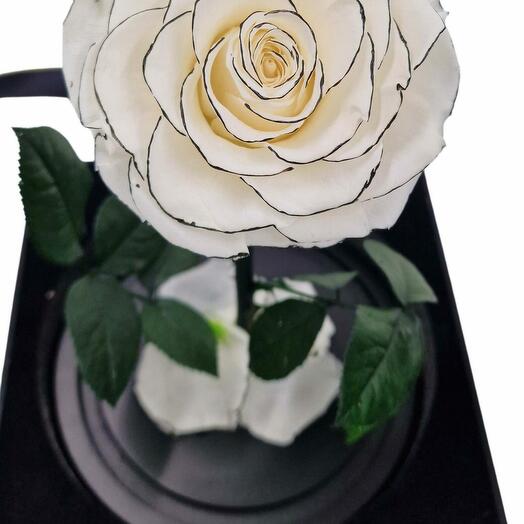 Eternal rose in glass dome CHANEL