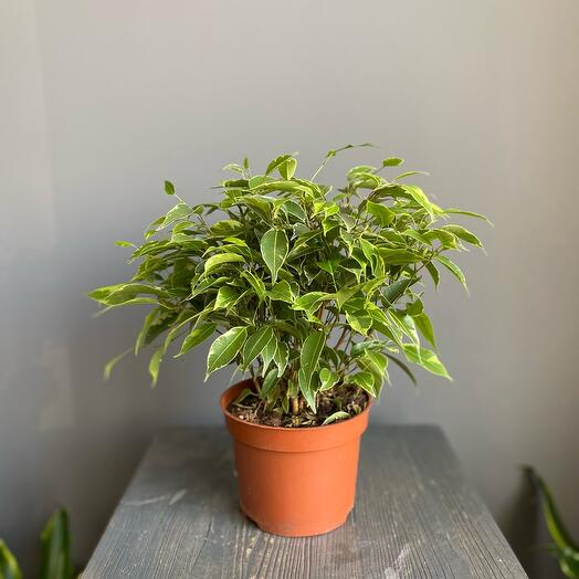 Комнатные пальмы, купить в Москве по цене 1786 руб домашнюю пальму ...