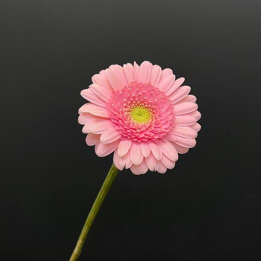 Gerbera