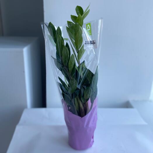 Замиокулькас 12/45