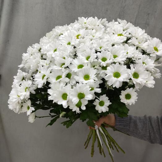 Букет из 15 ромашковых кустовых хризантем бмнк