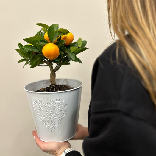 Каламондин в железном ведерке 🍊