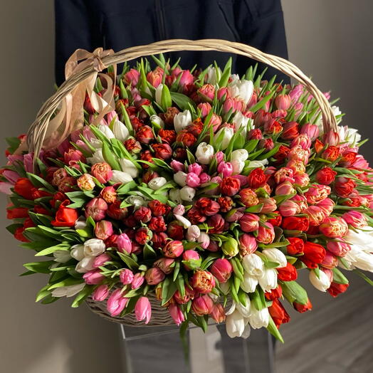 500 tulips in basket