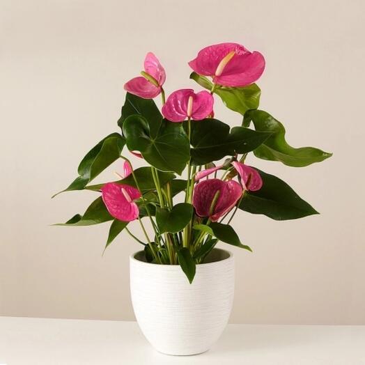 Anthurium￼