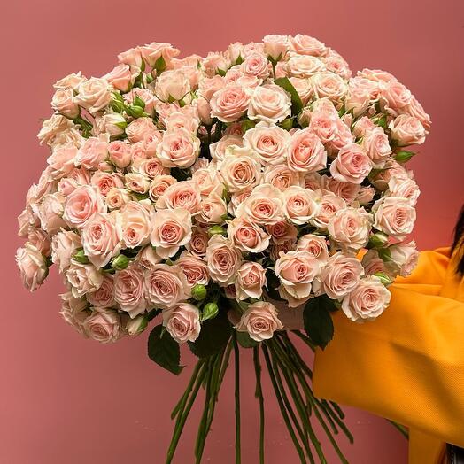 25 bush roses