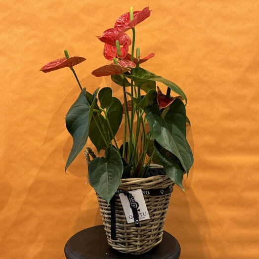 Anthurium Rojo