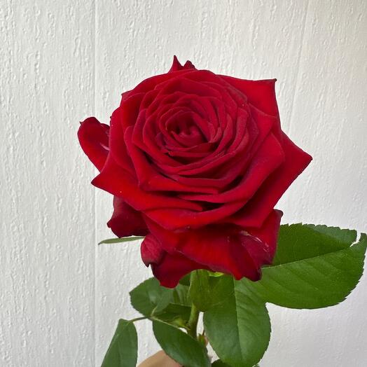 Роза Red Naomi 80 см