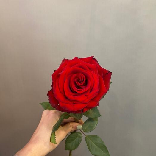 Роза эксплоер