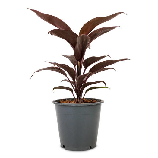 Cordyline Fruticosa Mambo – Hawaiian Ti Plant – Good luck plant