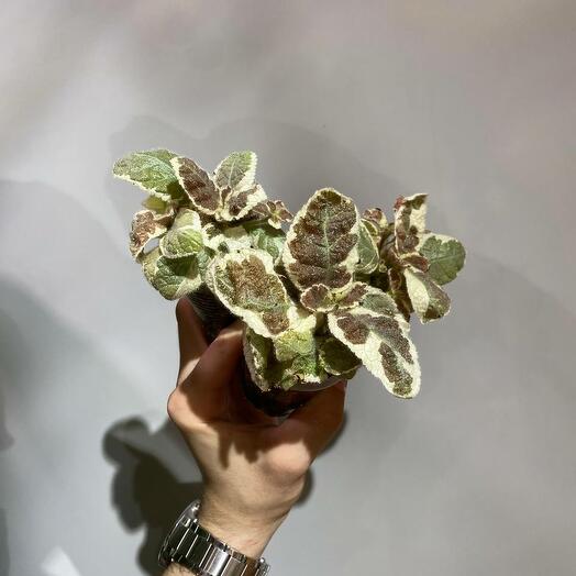 Эписция White Snow