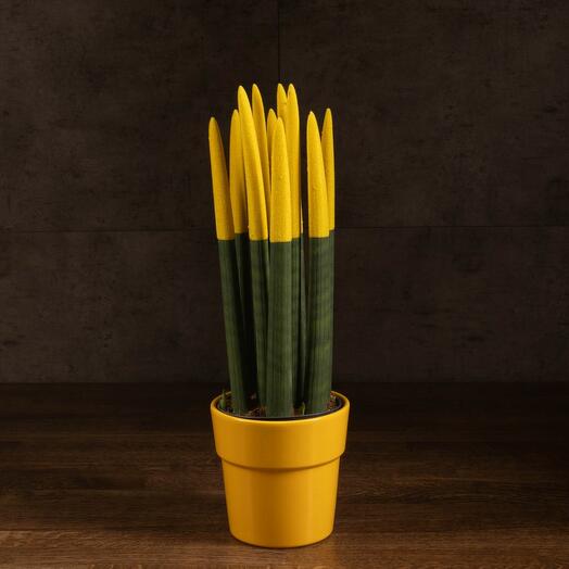 Sansevieria cylinder with yellow nozzle in ceramic 40/12